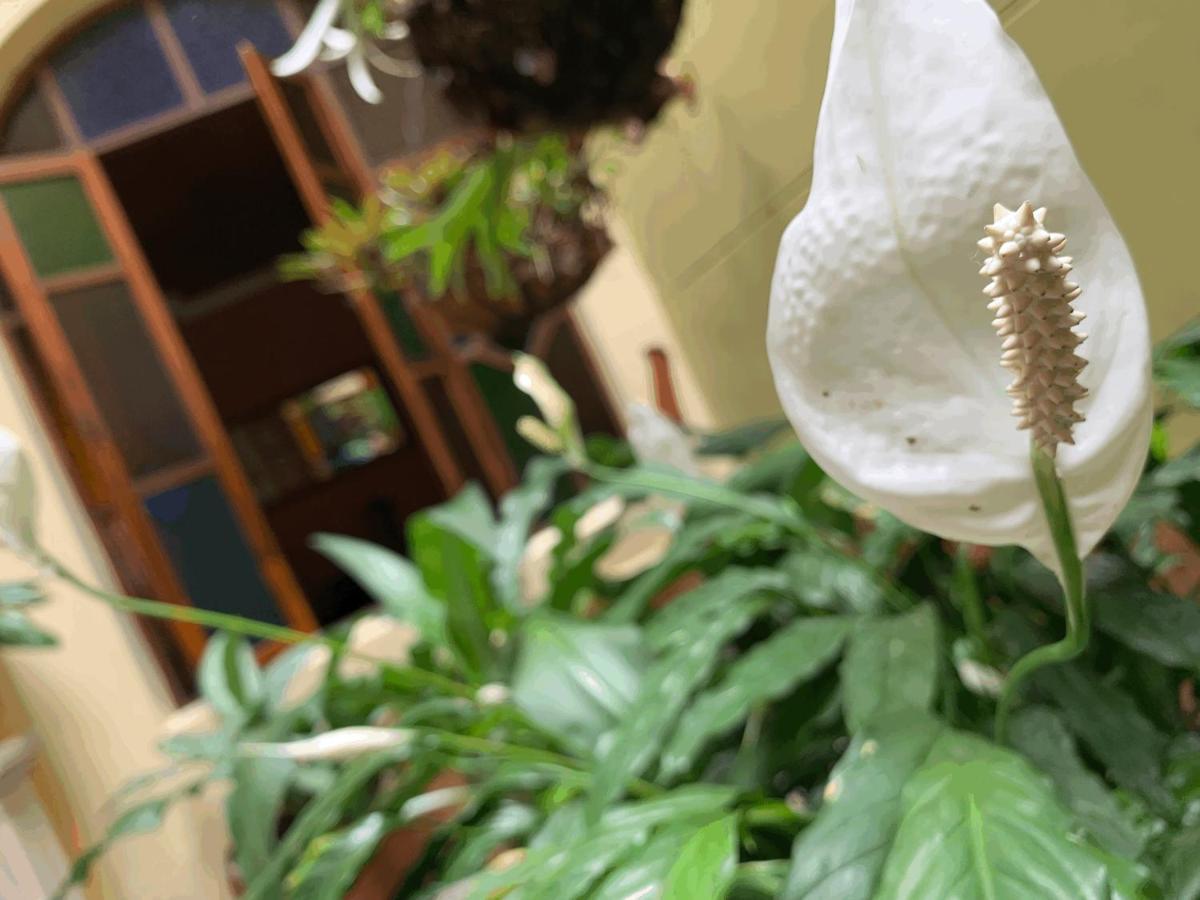 메딜린 Casa Grande 아파트 외부 사진